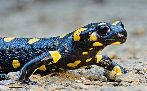 Fire salamander