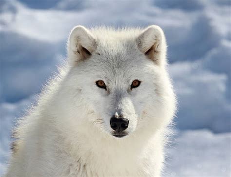 Arctic Wolf