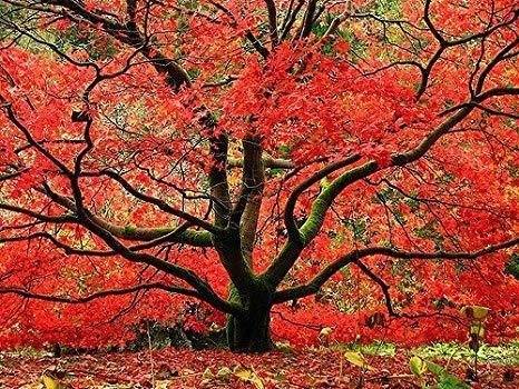 Japanese maple tree