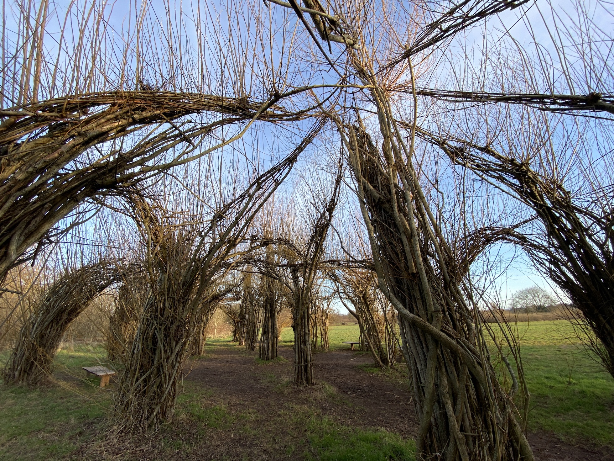 Willow Cathedral 2