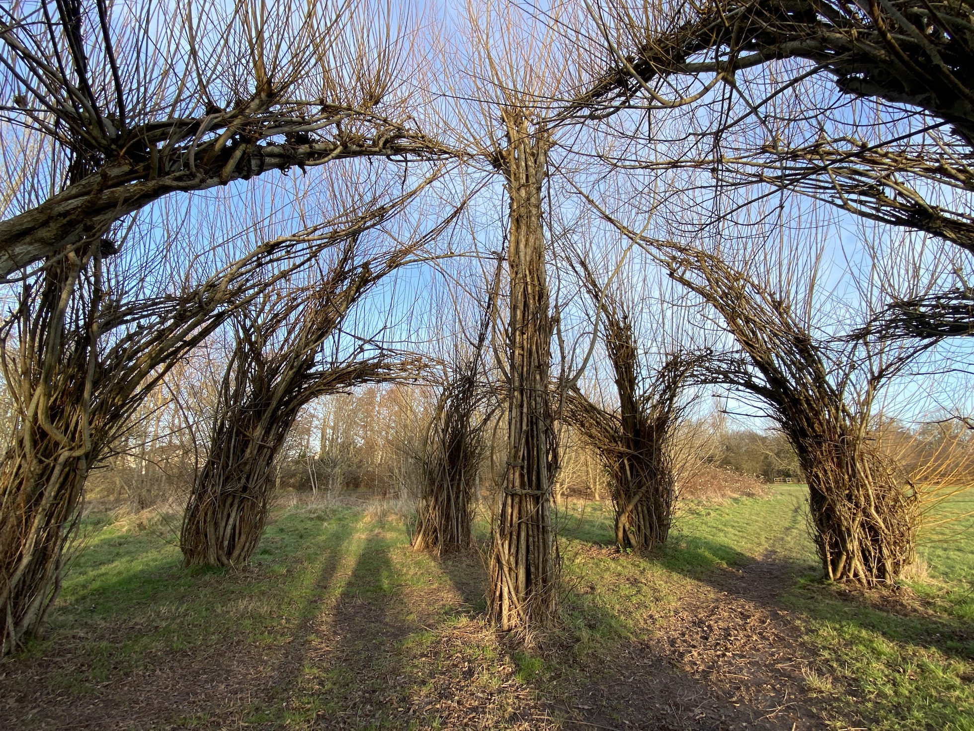 Willow Cathedral 1