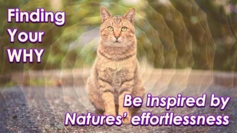 Nature's Effortlessness by Openhand