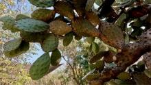 Mexico 26: Amongst the Cactii