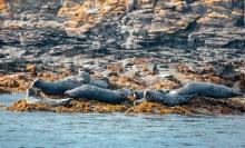 Calf of Man Sea Lions