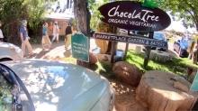 Sedona 23 - Chocolate Tree