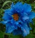 Profile picture for user Blue Poppy